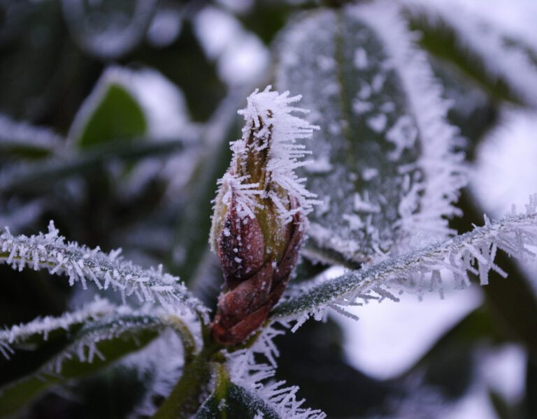 Programma 2017